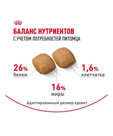 ROYAL CANIN Dry pomeranian feed for dogs Pomeranian spitz 0.5 kg 4pcs - Buy Online on GoSupps.com