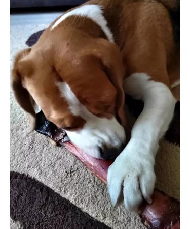 chewing dog Bone bone for dogs large 1pc - Buy Online on GoSupps.com