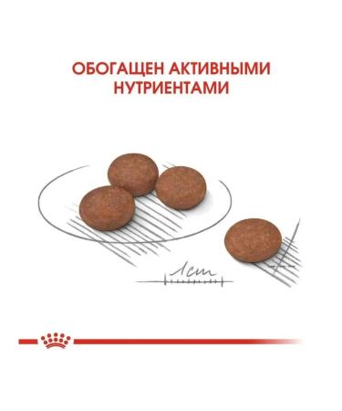 ROYAL CANIN RC Digestive Care Mini dog food 3kg - Buy Online on GoSupps.com