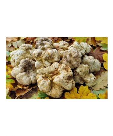 Mushroom mycelium White truffle for growing - Buy Online on GoSupps.com