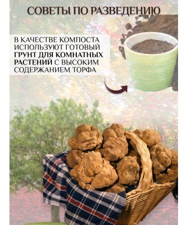 Mushroom mycelium White truffle for growing - Buy Online on GoSupps.com