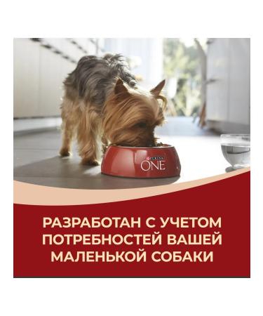 PURINA ONE Feed for adult dogs of small breeds beef and rice 7 kg - Buy Online on GoSupps.com