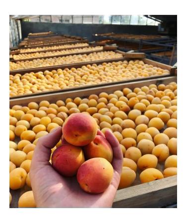 Dried Fruits Sone Natural dried apricots without sugar bones 1 kg - Buy Online on GoSupps.com