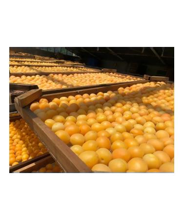 Dried Fruits Sone Natural dried apricots without sugar bones 1 kg - Buy Online on GoSupps.com