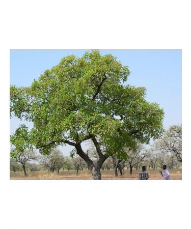 Africa Natural Nim powder from wood leaves 1 kg - Buy Online on GoSupps.com