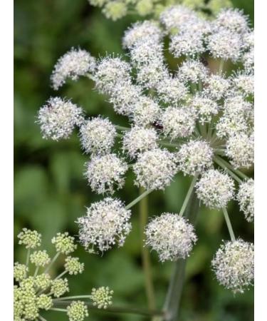 Honey of the Mamdeev family Diaghilean honey pp lifestyle dietary supplement without GMOs - Buy Online on GoSupps.com