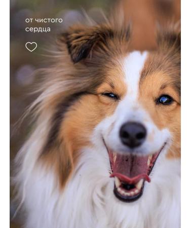 Pamilee Moisturizer shampoo for dogs with long Sweetlanna wool - Buy Online on GoSupps.com