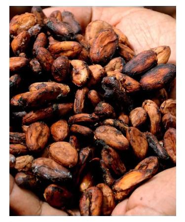 Spices for every day Cocoa beans raw 200g of Liberia - Buy Online on GoSupps.com