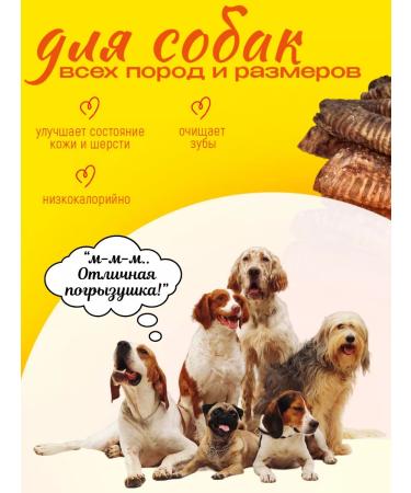 Hashtag Trachea of beef dried treat for dogs 400 grams - Buy Online on GoSupps.com