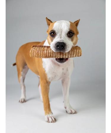 Hashtag Trachea of beef dried treat for dogs 400 grams - Buy Online on GoSupps.com