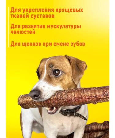 Hashtag Trachea of beef dried treat for dogs 400 grams - Buy Online on GoSupps.com