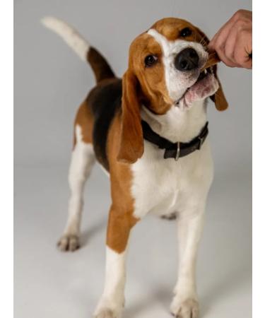 Hashtag Trache of beef ring a treat for dogs 300 gr. - Buy Online on GoSupps.com