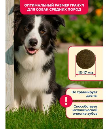 Pet's Brunch Dry food for dogs of medium rocks 4 kg - Buy Online on GoSupps.com