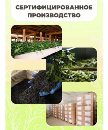 Chaga tea Herbal tea with mint the secret of Siberia 100 pieces - Buy Online on GoSupps.com