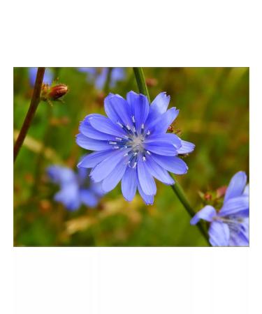 Tsikoria liquid extract "Health" 200 grams - Buy Online on GoSupps.com