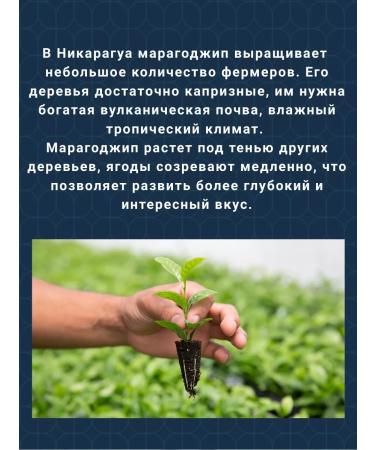 Saint Drogo Coffee in grains Maragogodzhip Nicaragua 1 kg - Buy Online on GoSupps.com