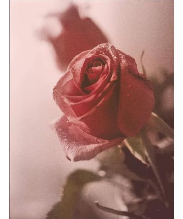 Hair conditioner Korea Kundal English rose rose - Buy Online on GoSupps.com