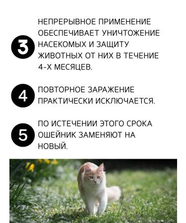 Doctor Zoo Bio -hazelnik for cats and small dogs 35 cm green - Buy Online on GoSupps.com