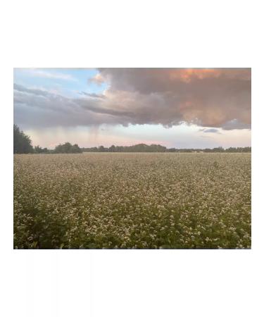 great Buckwheat 1 kg (thick) - Buy Online on GoSupps.com