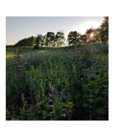 Flower honey (motherwort) 1 kg 2025 g - Buy Online on GoSupps.com