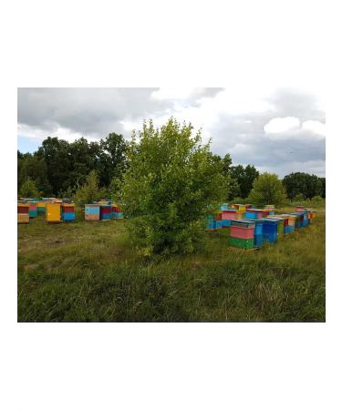 Flower honey (motherwort) 1 kg 2025 g - Buy Online on GoSupps.com