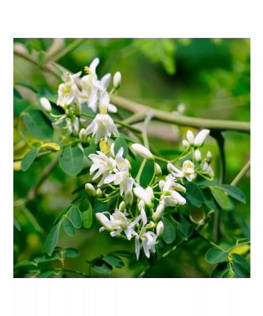 Alfeko Herbs Mining leaves dried prayed in powder 100 g - Buy Online on GoSupps.com