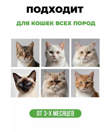 Spets Shampoo for cats and cats kittens hypoallergenic 250 ml - Buy Online on GoSupps.com