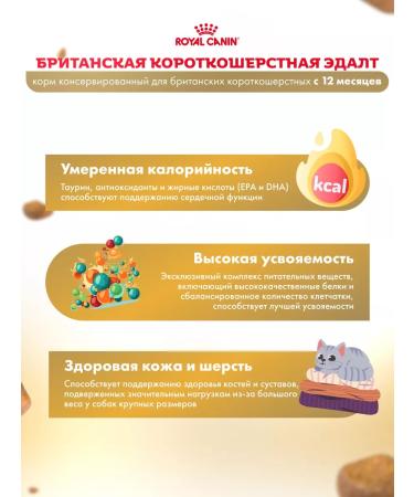 ROYAL CANIN Wet food for cats British shorthair sauce 28*85 g - Buy Online on GoSupps.com