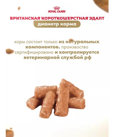 ROYAL CANIN Wet food for cats British shorthair sauce 28*85 g - Buy Online on GoSupps.com