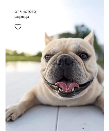 Pamilee Professional shampoo for dogs Groom ExtraClean - Buy Online on GoSupps.com