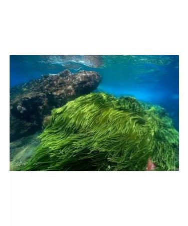 Orihiro Chlorella in tablets of 1000 pieces (200 mg) Japan - Buy Online on GoSupps.com