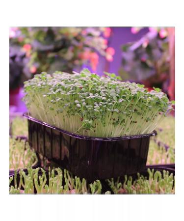 Microzelenru Rapini broccoli seeds of microseneren MicroZelen 500g - Buy Online on GoSupps.com