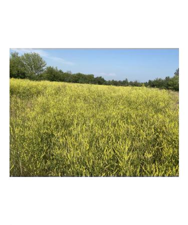 Honey yellow Donnik 1 kg 2025 g - Buy Online on GoSupps.com