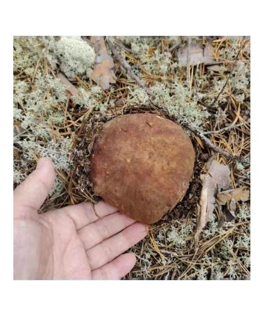 White pickled mushrooms 450 grams of holes - Buy Online on GoSupps.com