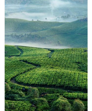 Gutenberg Tea black cherry cinnamon 500 g of aroma with tsukata additives - Buy Online on GoSupps.com