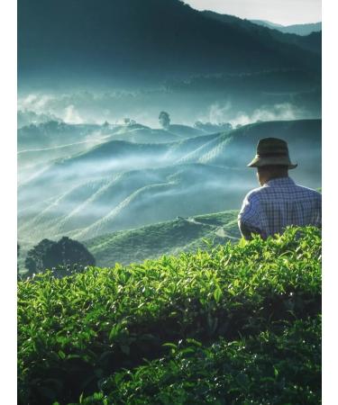 Gutenberg Tea black cherry cinnamon 500 g of aroma with tsukata additives - Buy Online on GoSupps.com