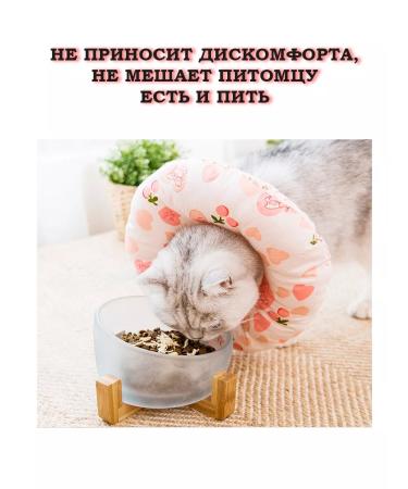 HypePet Veterinary "Cherry" collar for cats and dogs - Buy Online on GoSupps.com