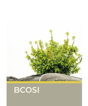 Clear System BCOSI recovery mask 500 ml - Buy Online on GoSupps.com