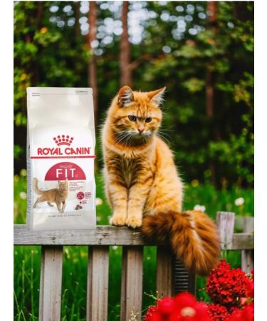 ROYAL CANIN Dry FIT-32 food for adult cats extending to 2kg street - Buy Online on GoSupps.com