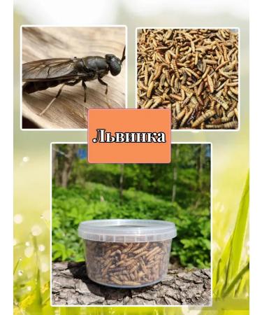 Farmyard Black lioness Feed a treat for animal rats and hamsters - Buy Online on GoSupps.com