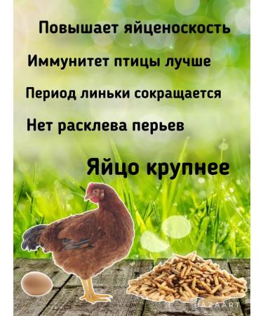 Farmyard Black lioness Feed a treat for animal rats and hamsters - Buy Online on GoSupps.com