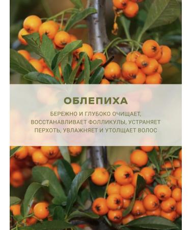 LeNel' made in Siberia Set of unfortunate hair shampoos 600 ml - Buy Online on GoSupps.com