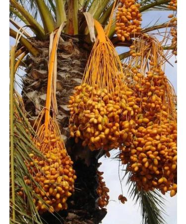 Space Nuts Dates Arab without sugar 1 kg - Buy Online on GoSupps.com