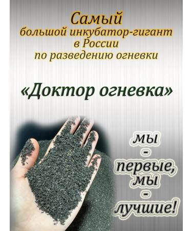 Doctor Ognevka The ointment of the power of the Caucasus is saffron - Buy Online on GoSupps.com