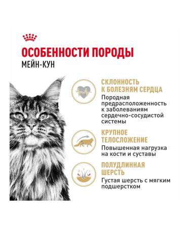 ROYAL CANIN Wet feed Main Coon for cats Maine Kun 85 g 5pcs - Buy Online on GoSupps.com
