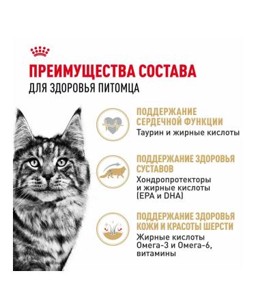 ROYAL CANIN Wet feed Main Coon for cats Maine Kun 85 g 5pcs - Buy Online on GoSupps.com
