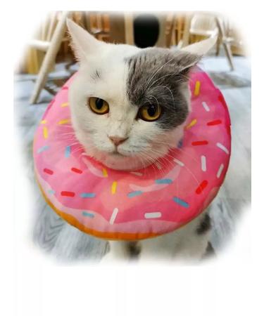 Dog60 The collar is soft for cats and dogs veterinary s