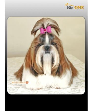 Bis ONE Shampoo hypoallergenic superpretation for dogs cats 1 kg - Buy Online on GoSupps.com