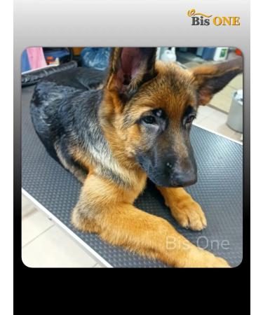 Bis ONE Shampoo hypoallergenic superpretation for dogs cats 1 kg - Buy Online on GoSupps.com