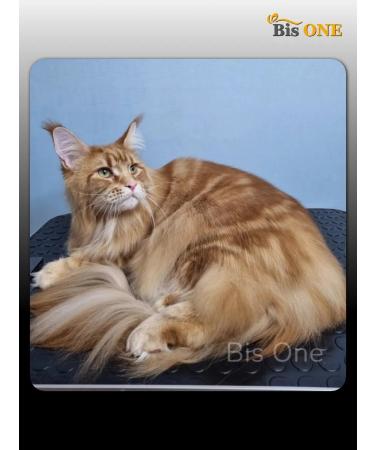 Bis ONE Shampoo hypoallergenic superpretation for dogs cats 1 kg - Buy Online on GoSupps.com